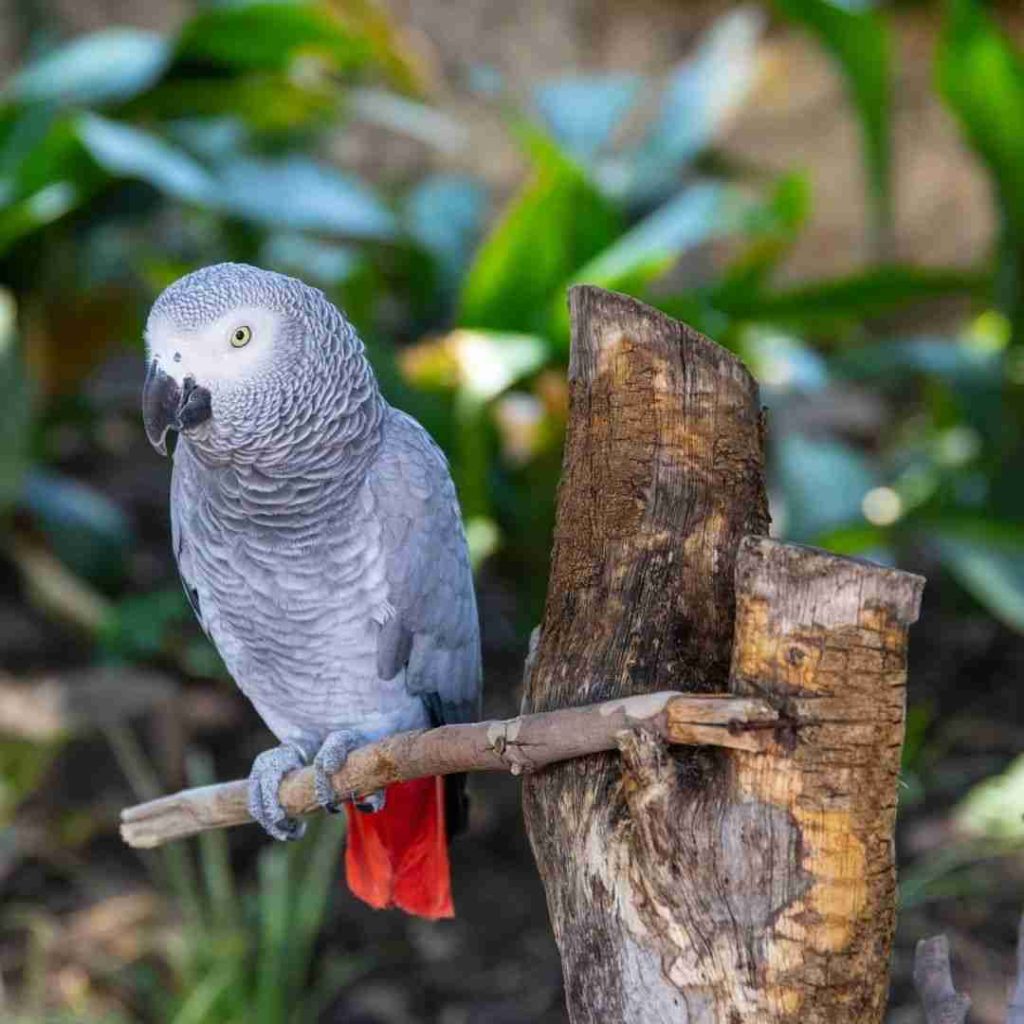 African Grey