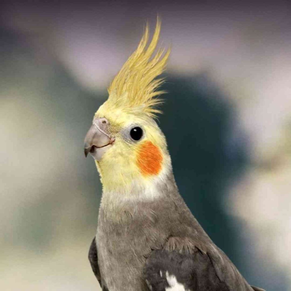 Cockatiels
