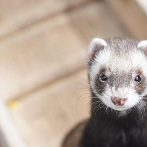 Ferrets