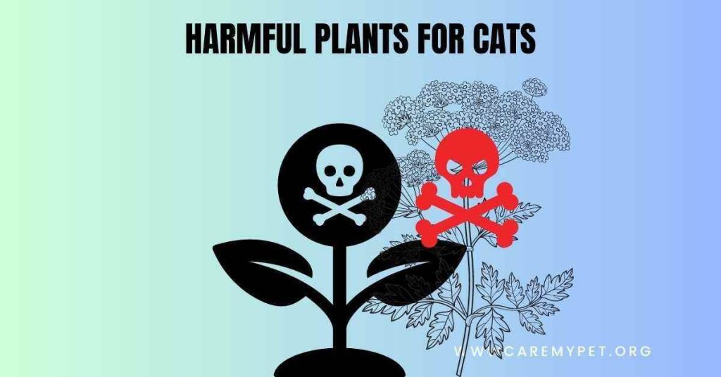Harmful Plants for pets, list of toxic plants for pets