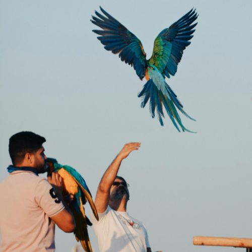 How to train a bird at home