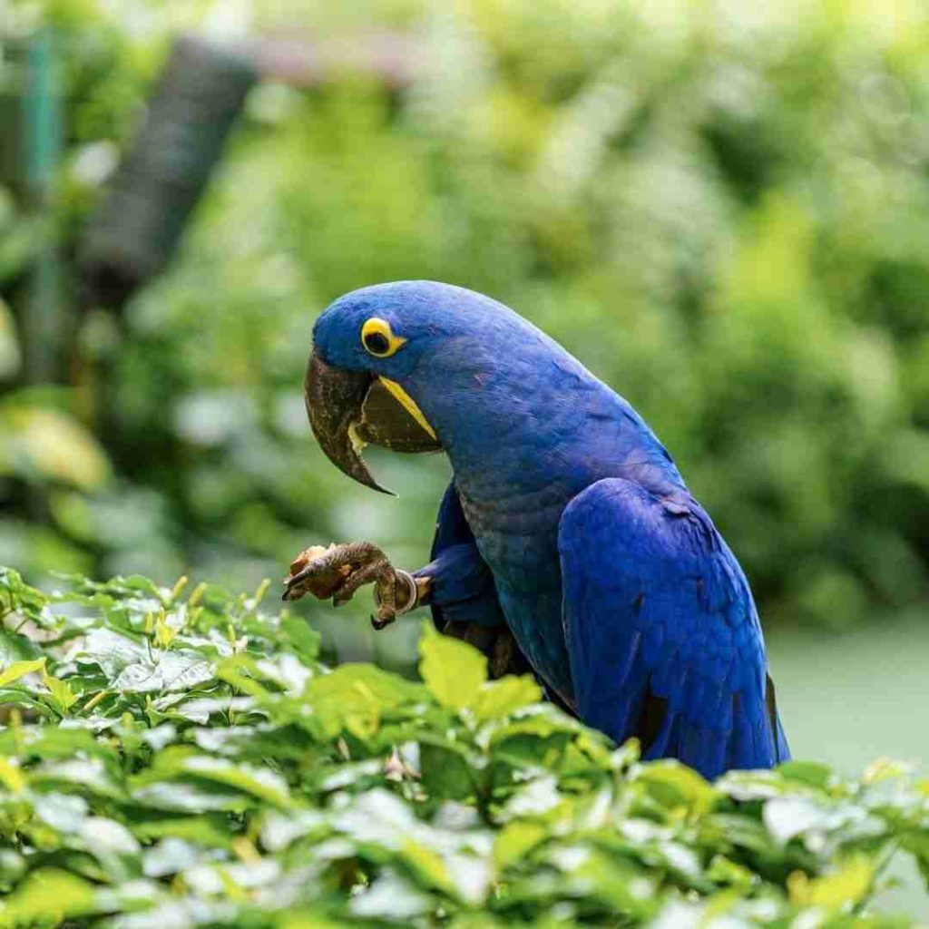 Hyacinth macaw