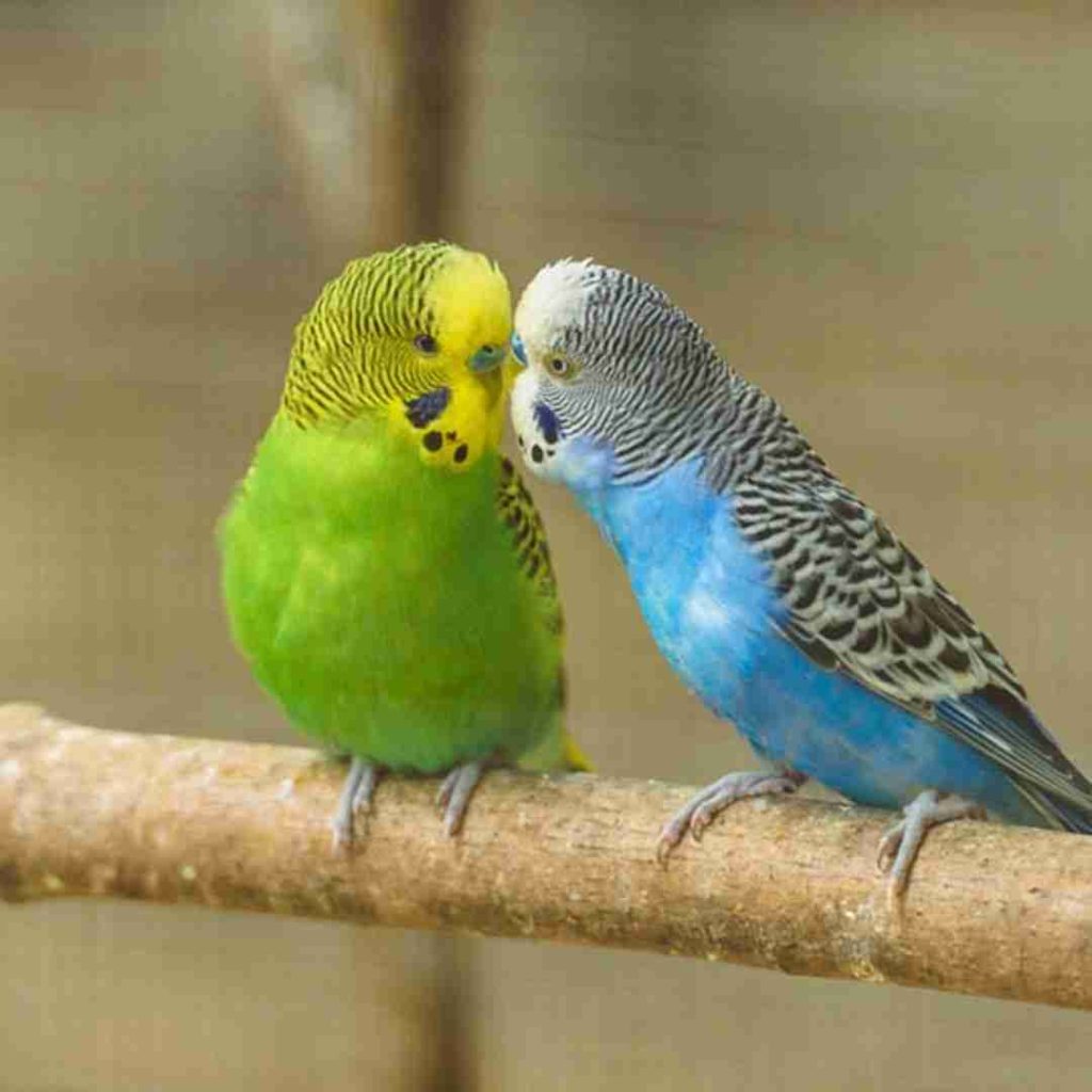 Parakeet
