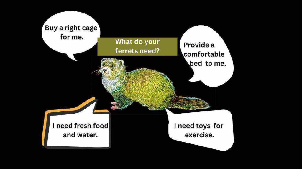 Pet ferret care tips