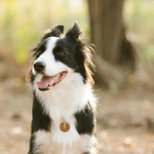 Pet Id Tags For Dogs