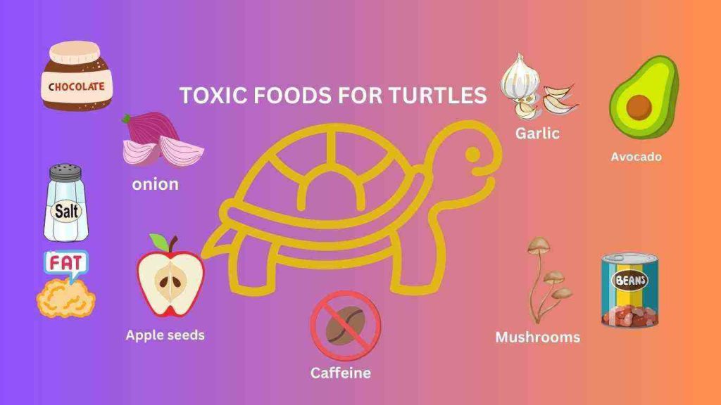 Poisonous food items for turtles, toxic foods for turtle