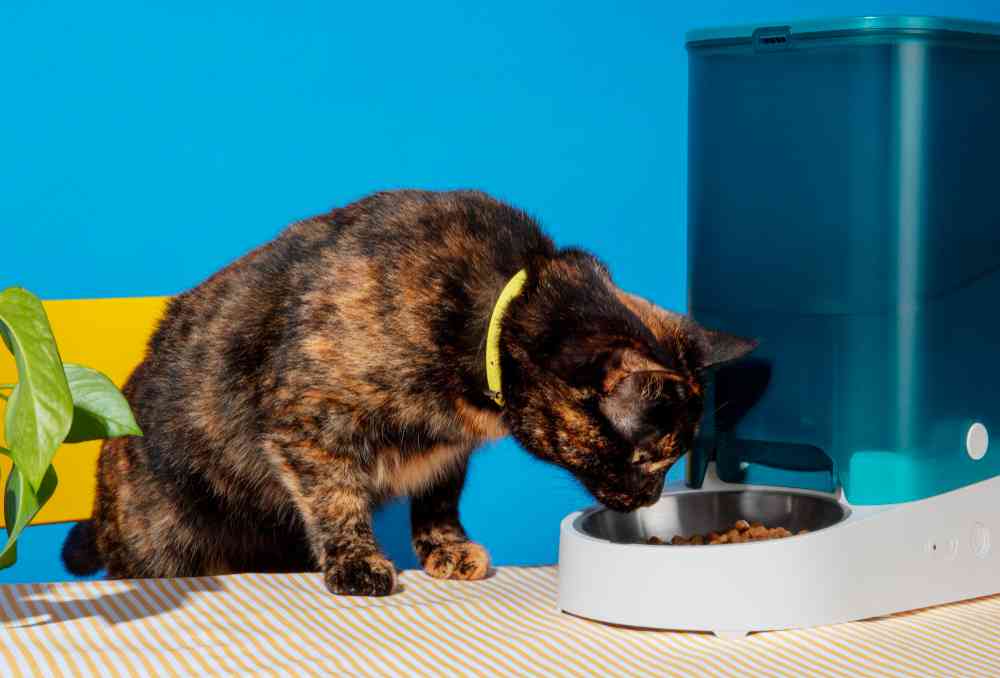 Safe foods and Toxic foods for pet cats