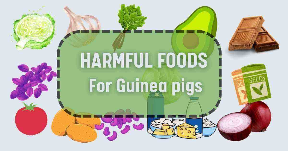 Common Poisonous Foods For Guinea Pigs photo