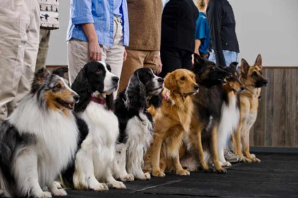 Dog Socialization Training