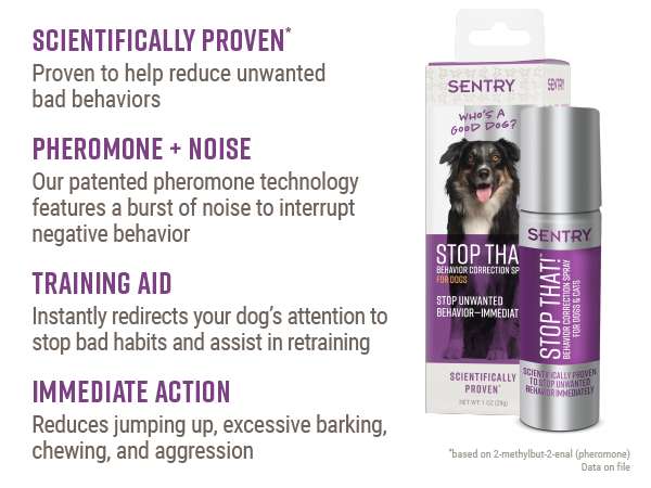 How To Stop Unwanted Bad Behavior in Dogs