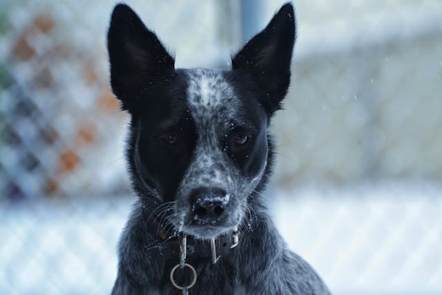 Most intelligent dog breeds, Australian cattle dogs