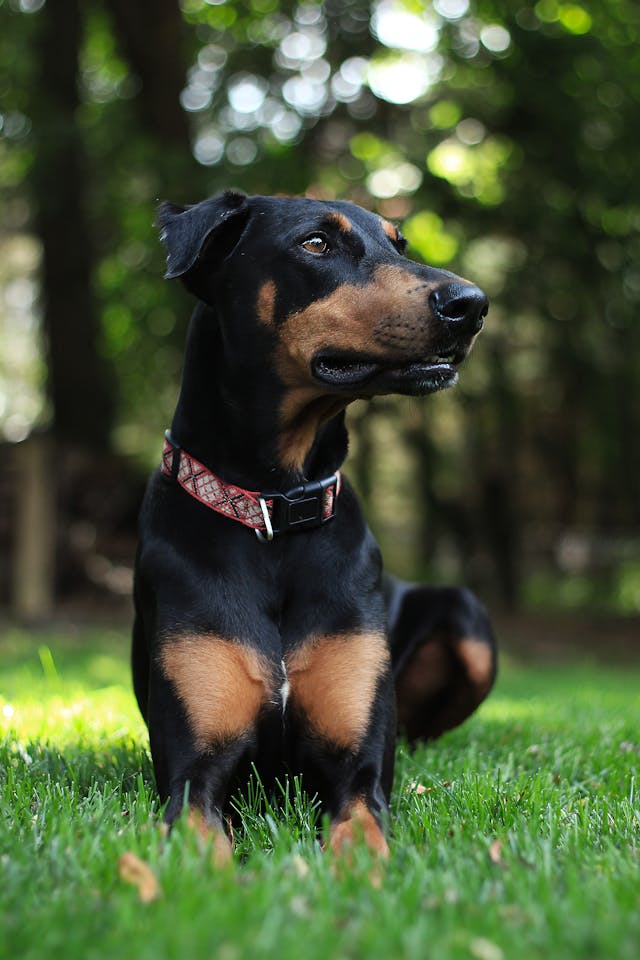 Doberman Pinscher Intelligent dog breeds