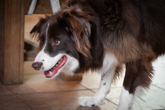 Intelligent Border Collie