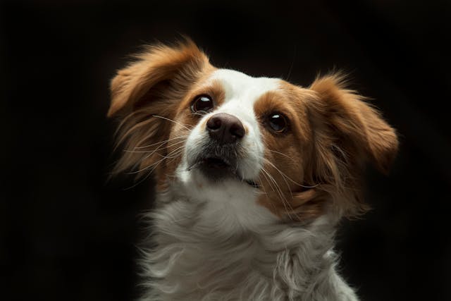 Most Intelligent Dog Breeds in The World Papilon